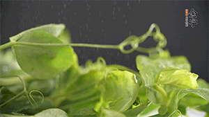 豌豆尖洗凈，切斷備用。